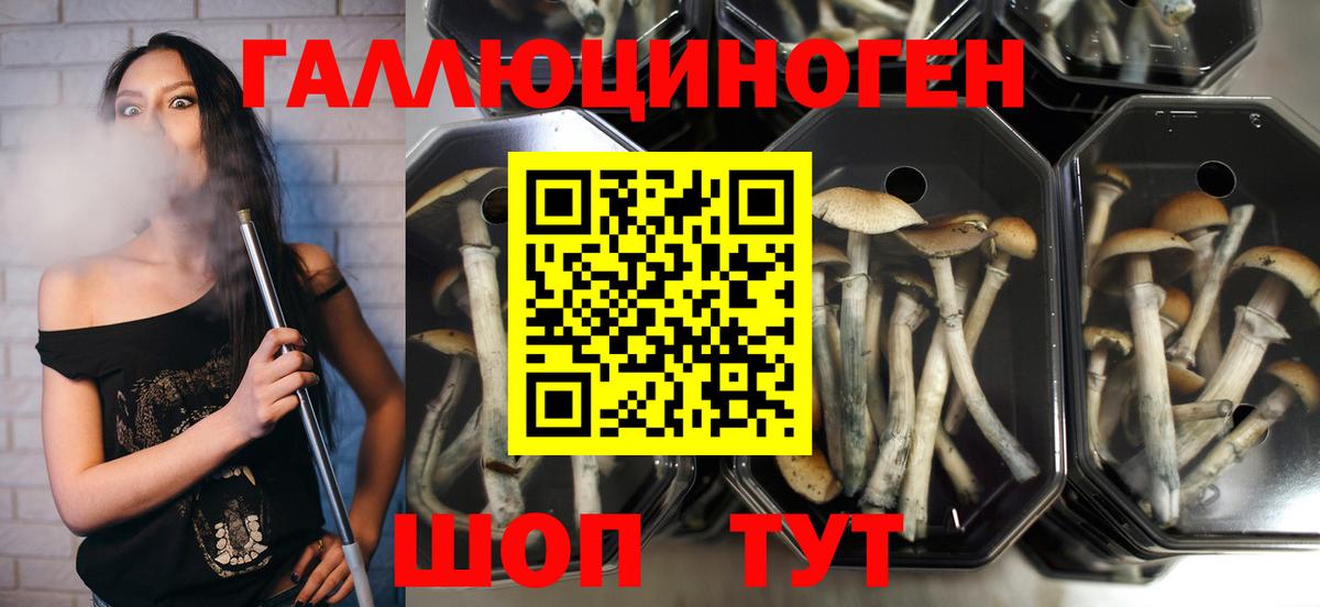 Галлюциногенные грибы Magic Shrooms Владивосток